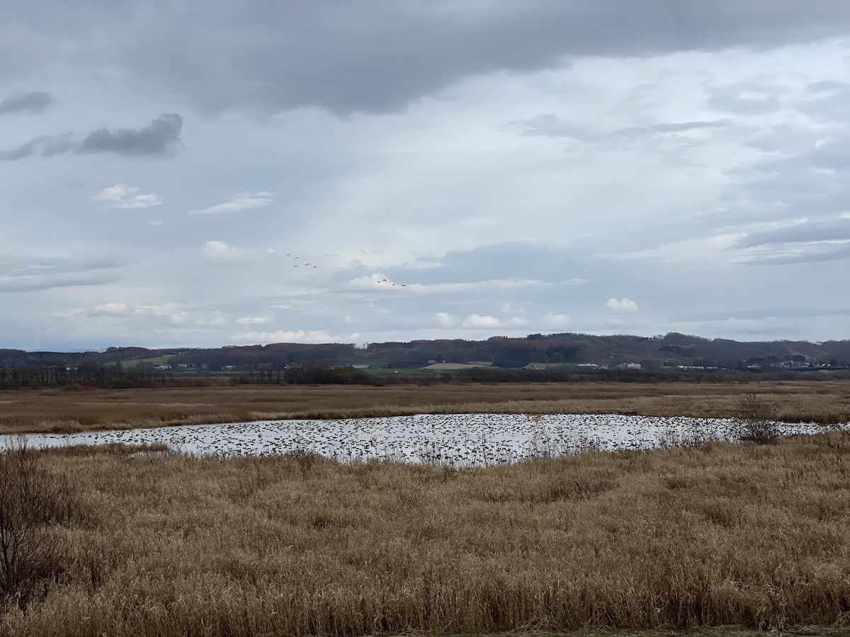 Taiga/Tundra Bean-Goose - Akinori Miura