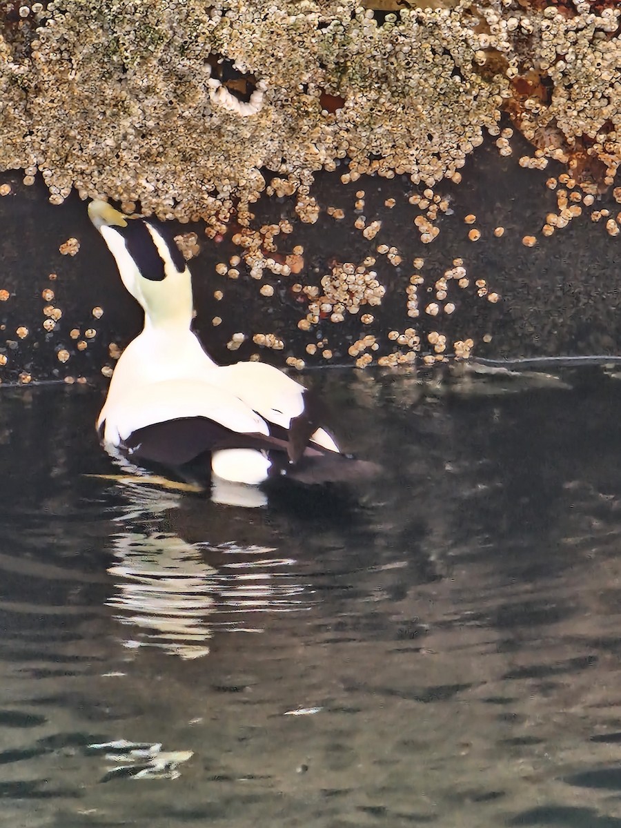 Common Eider - ML503913191