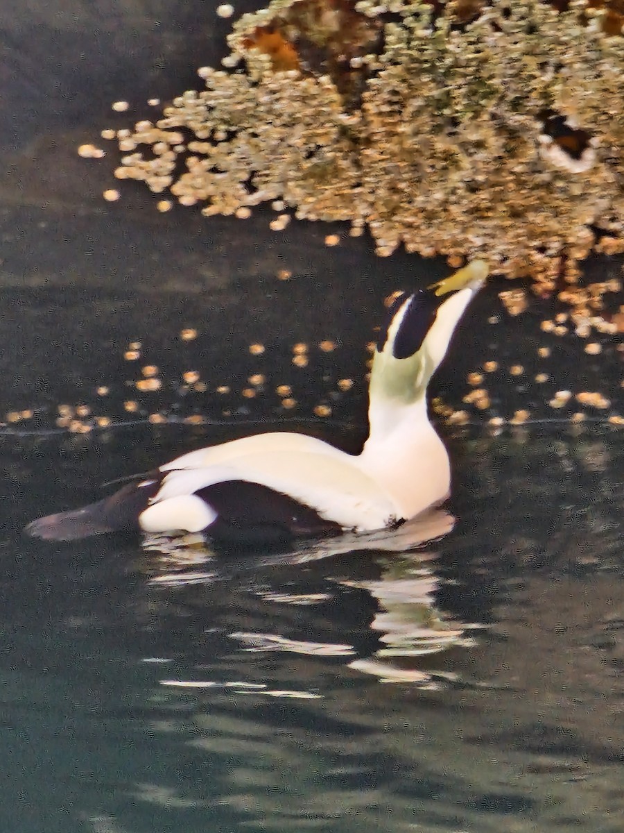 Common Eider - ML503913201