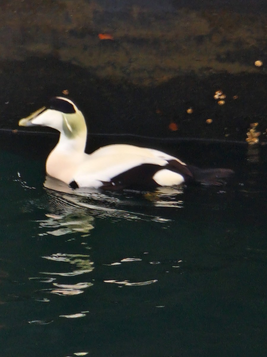 Common Eider - ML503913211