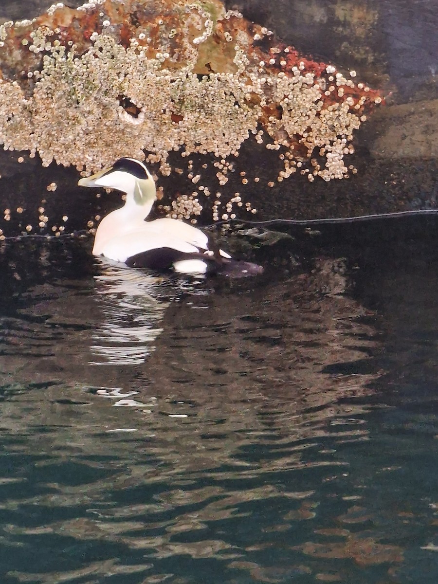 Common Eider - ML503913221