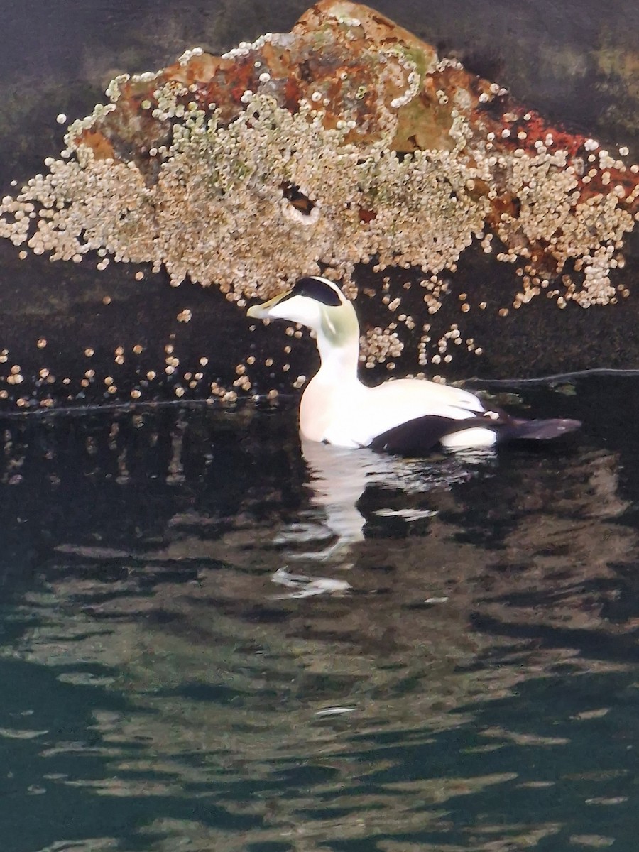 Common Eider - ML503913231