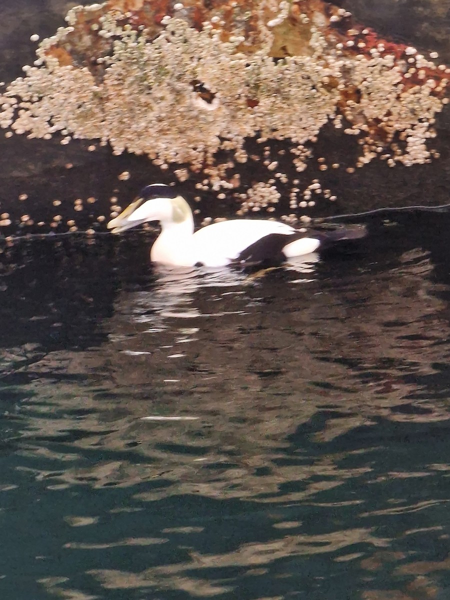 Common Eider - ML503913241