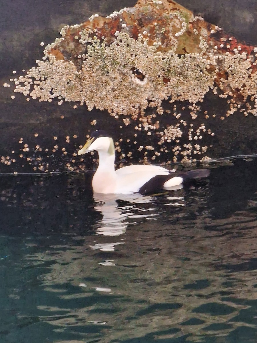 Common Eider - ML503913251