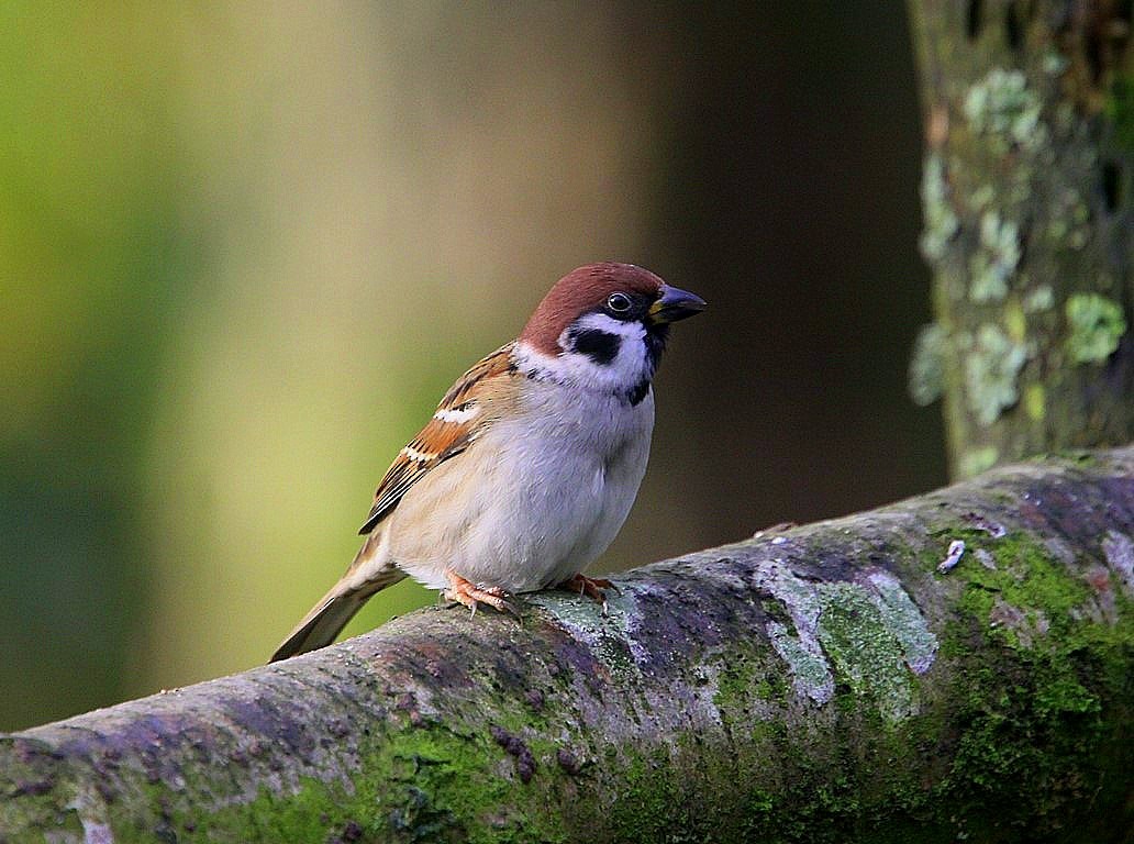 Eurasian Tree Sparrow - ML503914611