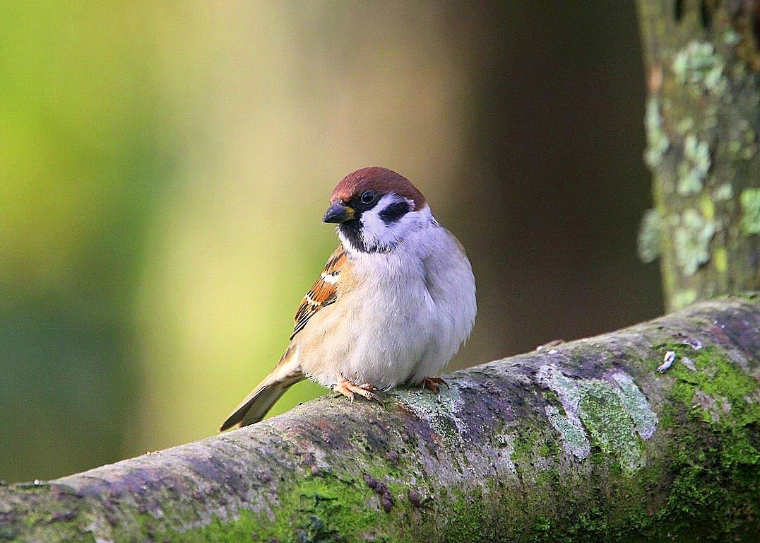 Eurasian Tree Sparrow - ML503914621