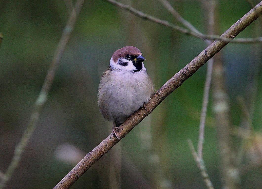 Eurasian Tree Sparrow - ML503914661