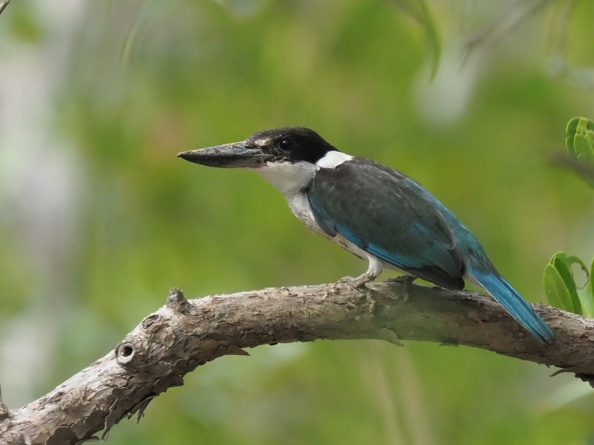 Torresian Kingfisher - ML503915161