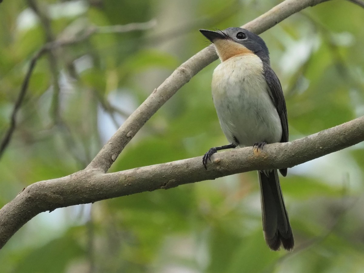 Broad-billed Flycatcher - ML503915181