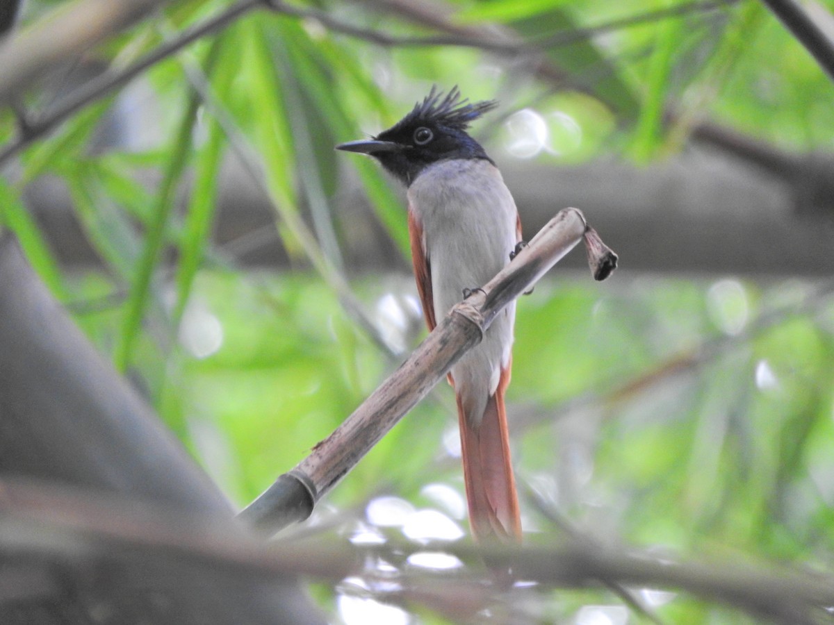 Indian Paradise-Flycatcher - Ng Mac