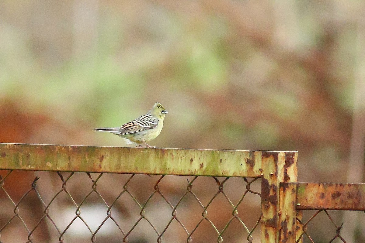Yellow Bunting - ML503918601