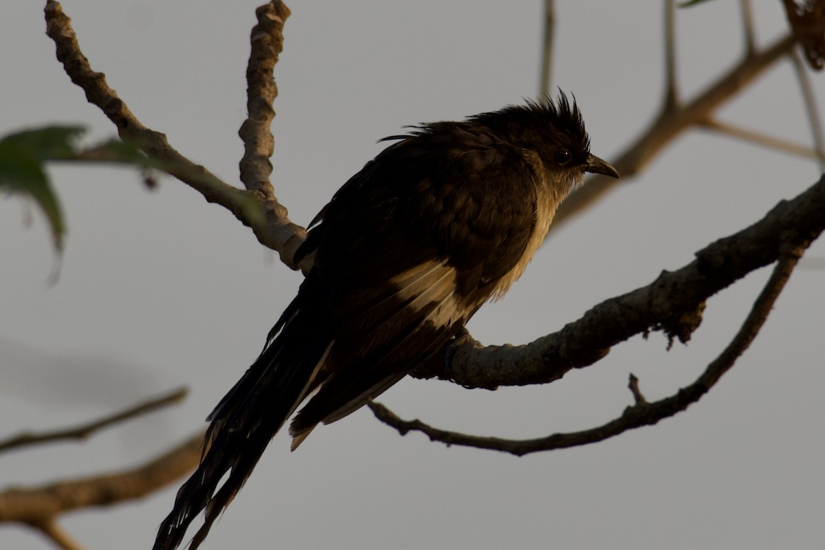 Pied Cuckoo - ML503919001