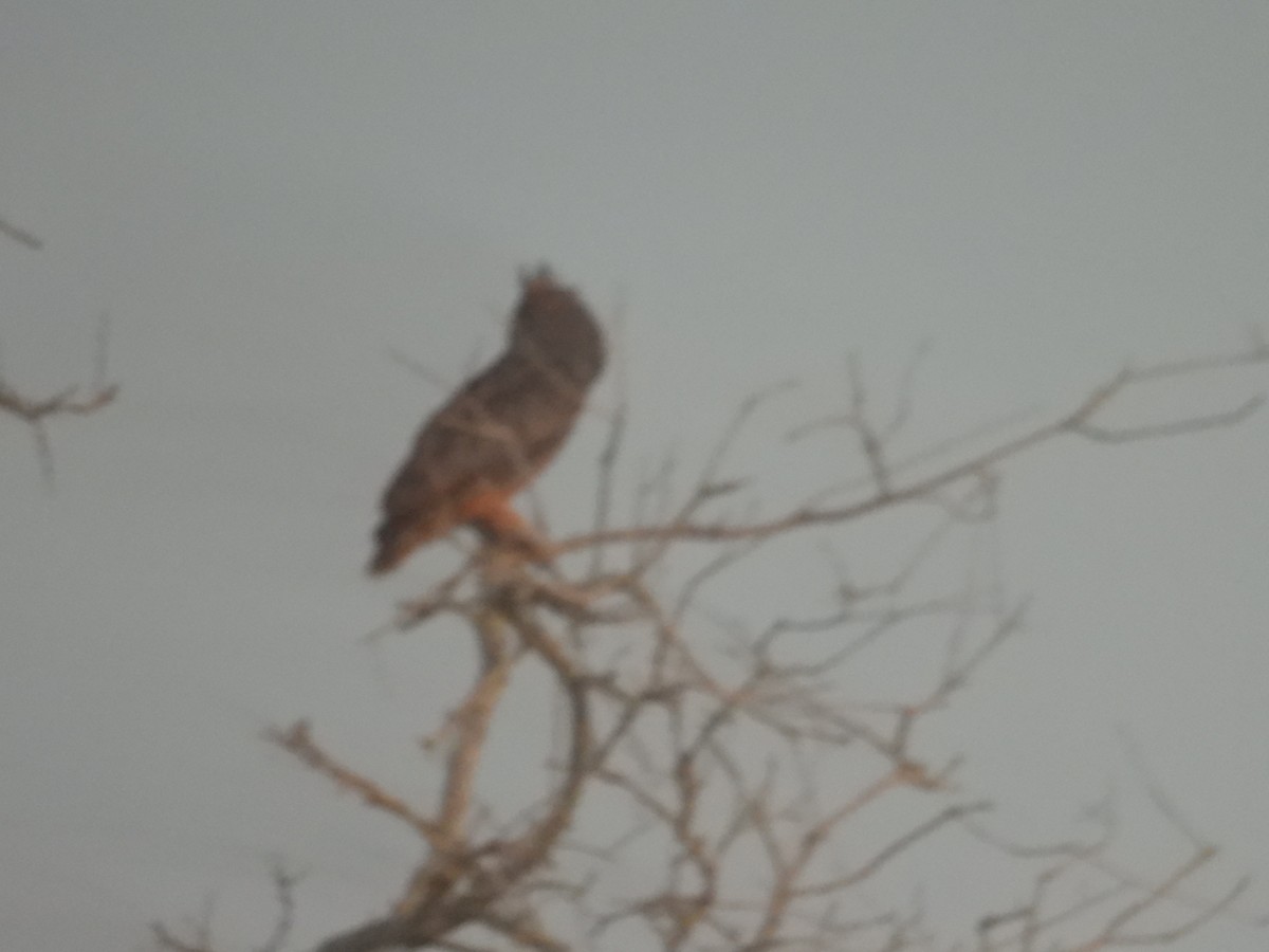 Great Horned Owl - ML503919281