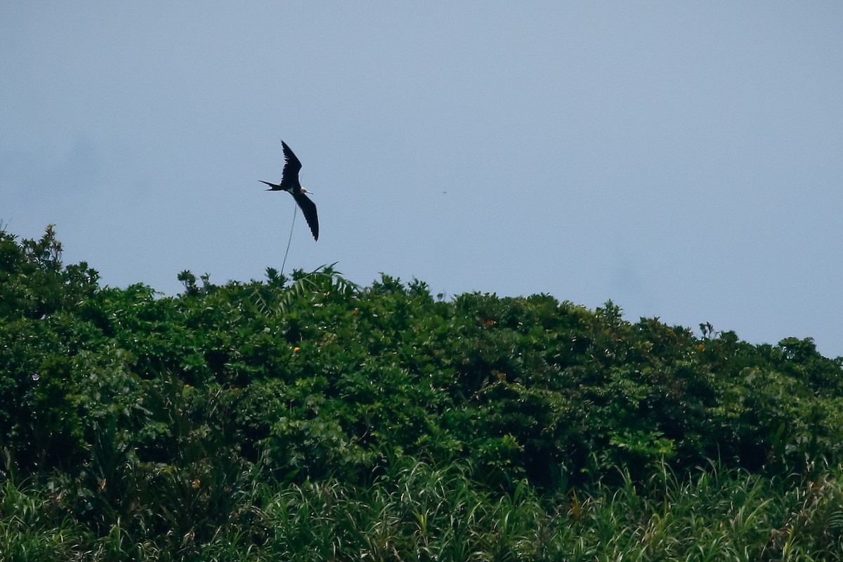 Lesser Frigatebird - ML503920301