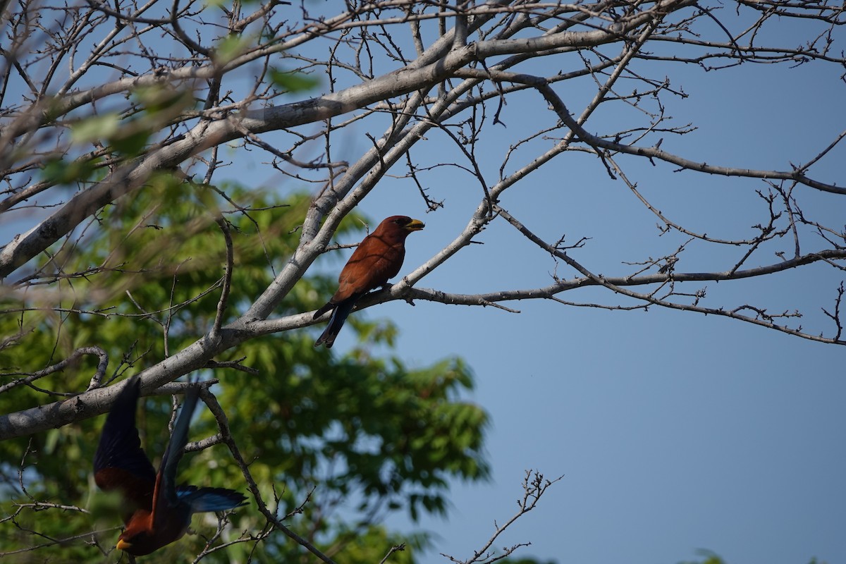 Broad-billed Roller - ML503920601