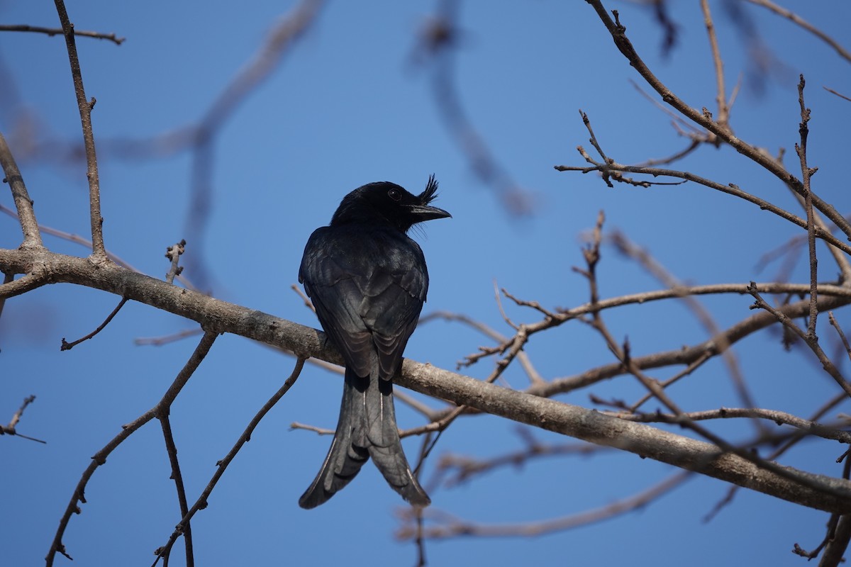 Crested Drongo - ML503920731