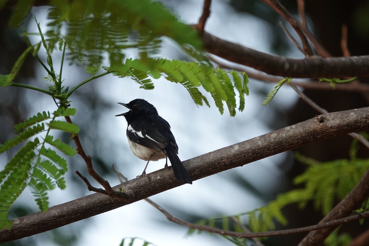 Madagascar Magpie-Robin - Dianne Annunziata