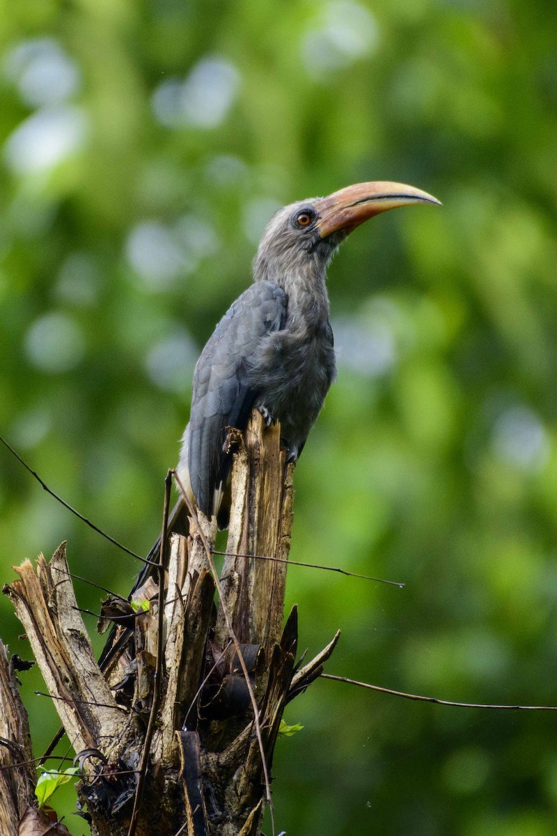 Malabar Gray Hornbill - ML503922941