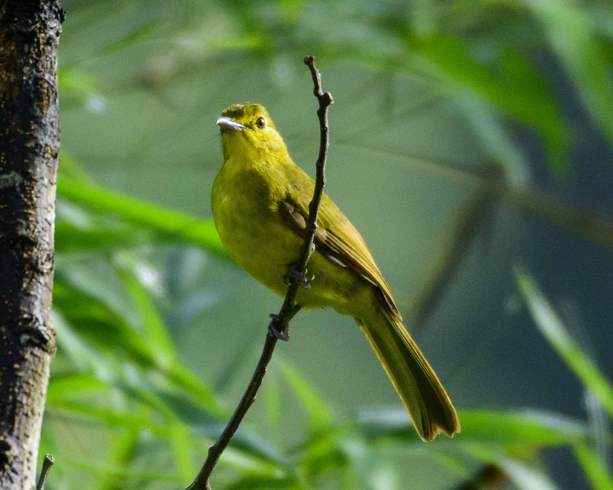 Yellow-browed Bulbul - ML503923001