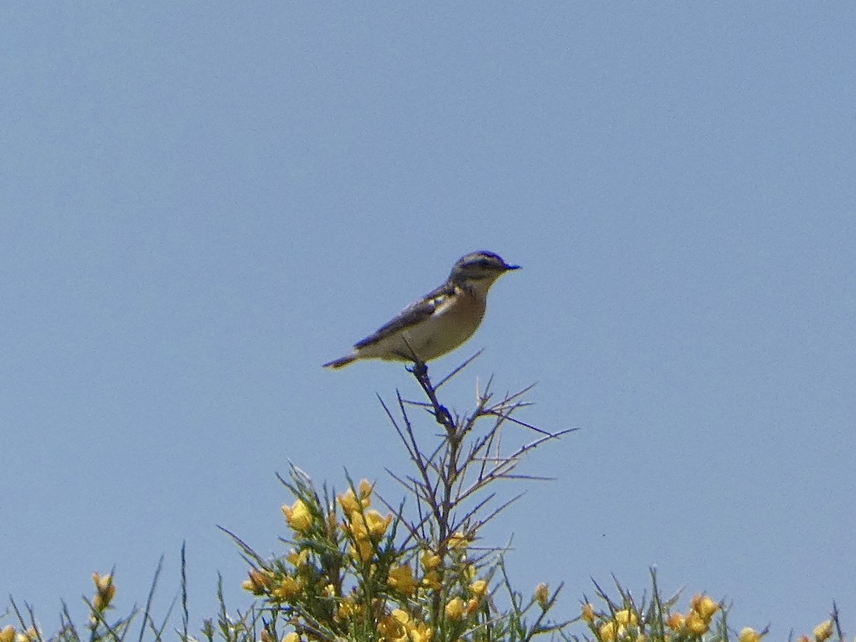 Whinchat - Florian Marchner