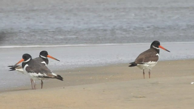 Eurasian Oystercatcher - ML503923601