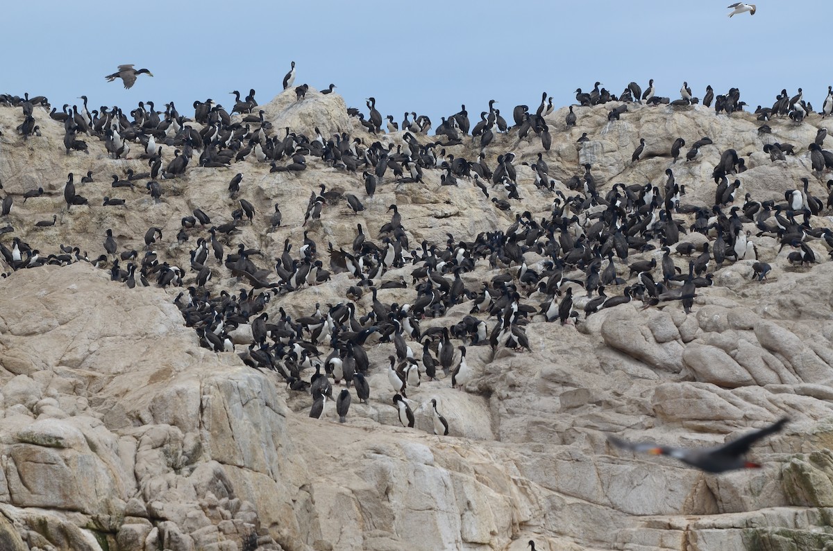 Cormoran de Bougainville - ML503924141