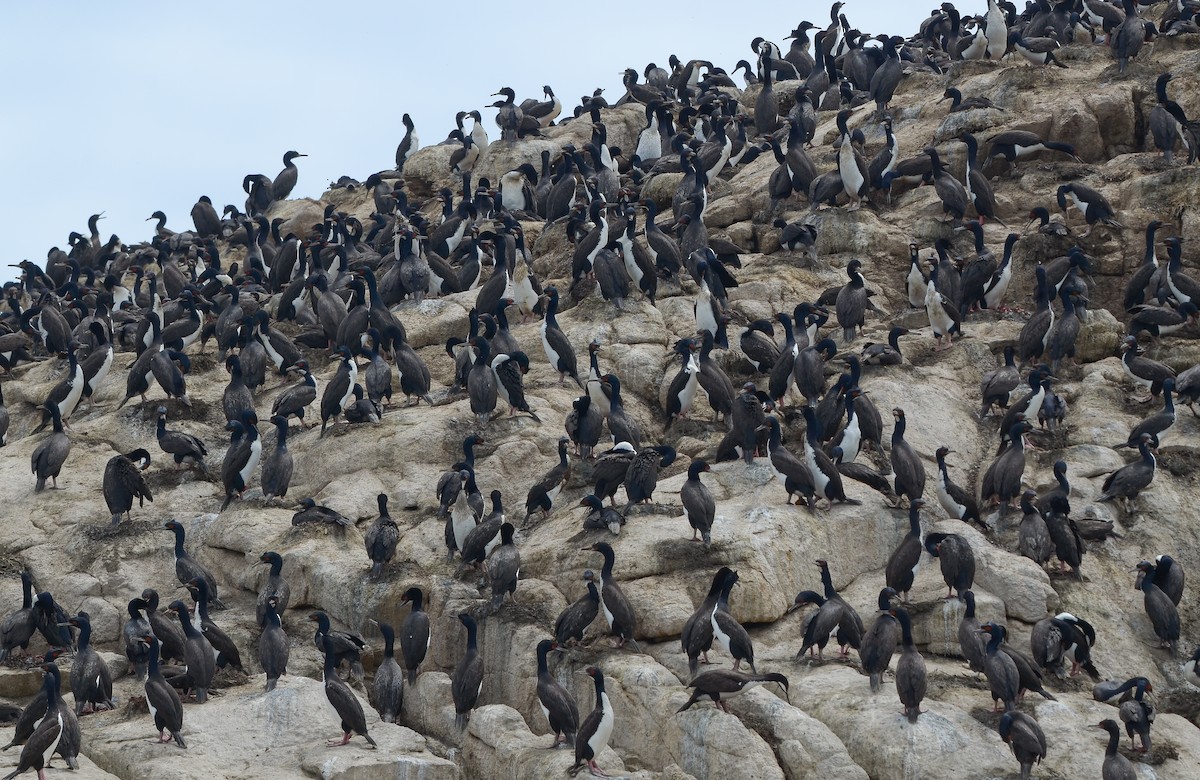 Cormoran de Bougainville - ML503924161