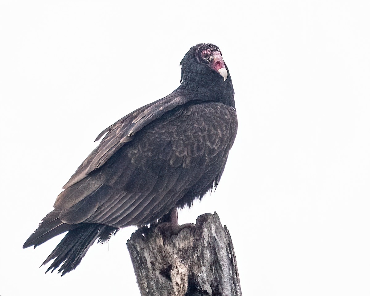 Turkey Vulture - ML503924971