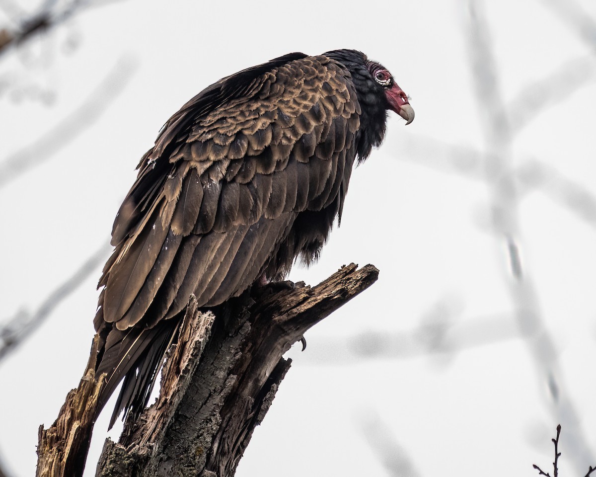 Turkey Vulture - ML503924981