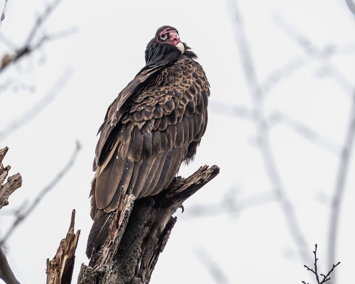 Turkey Vulture - ML503924991