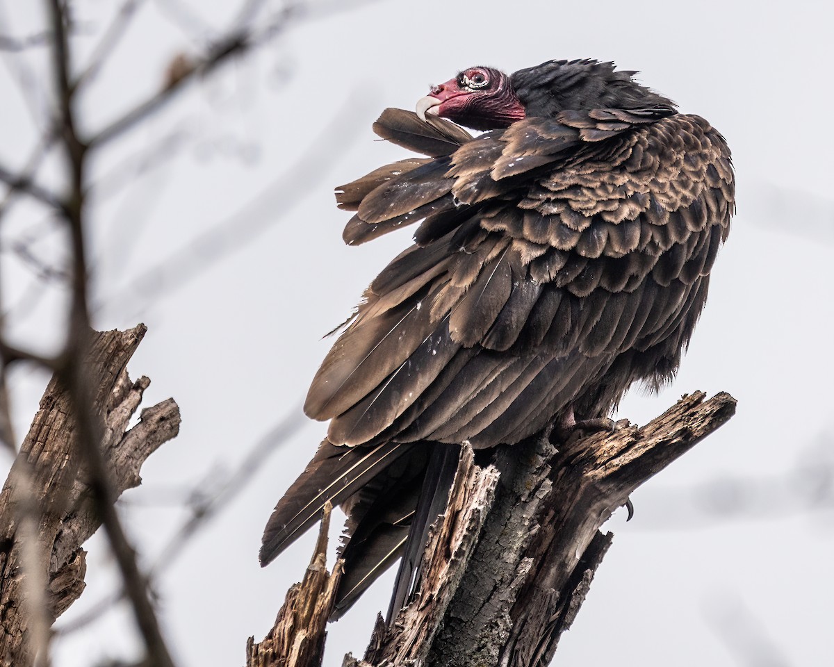 Turkey Vulture - ML503925001