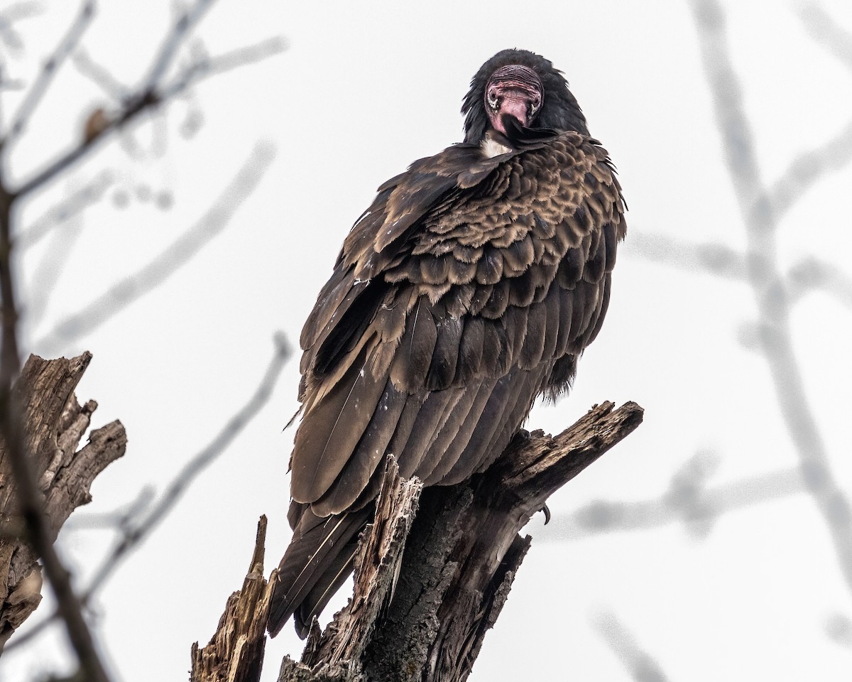 Turkey Vulture - ML503925011