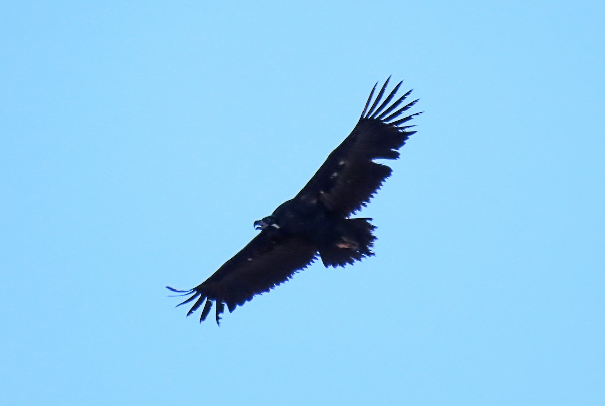 Cinereous Vulture - ML503925901