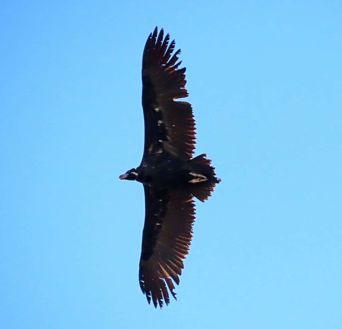 Cinereous Vulture - ML503925911