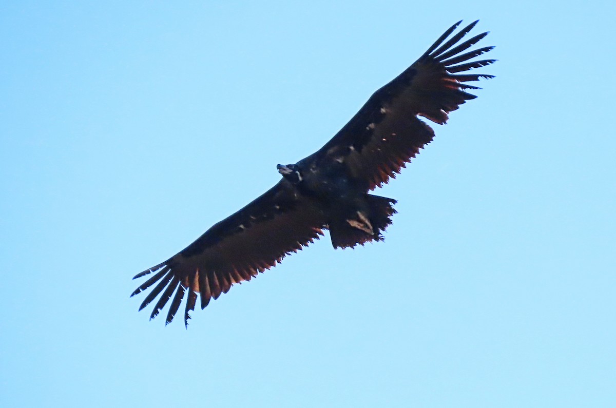 Cinereous Vulture - ML503925921