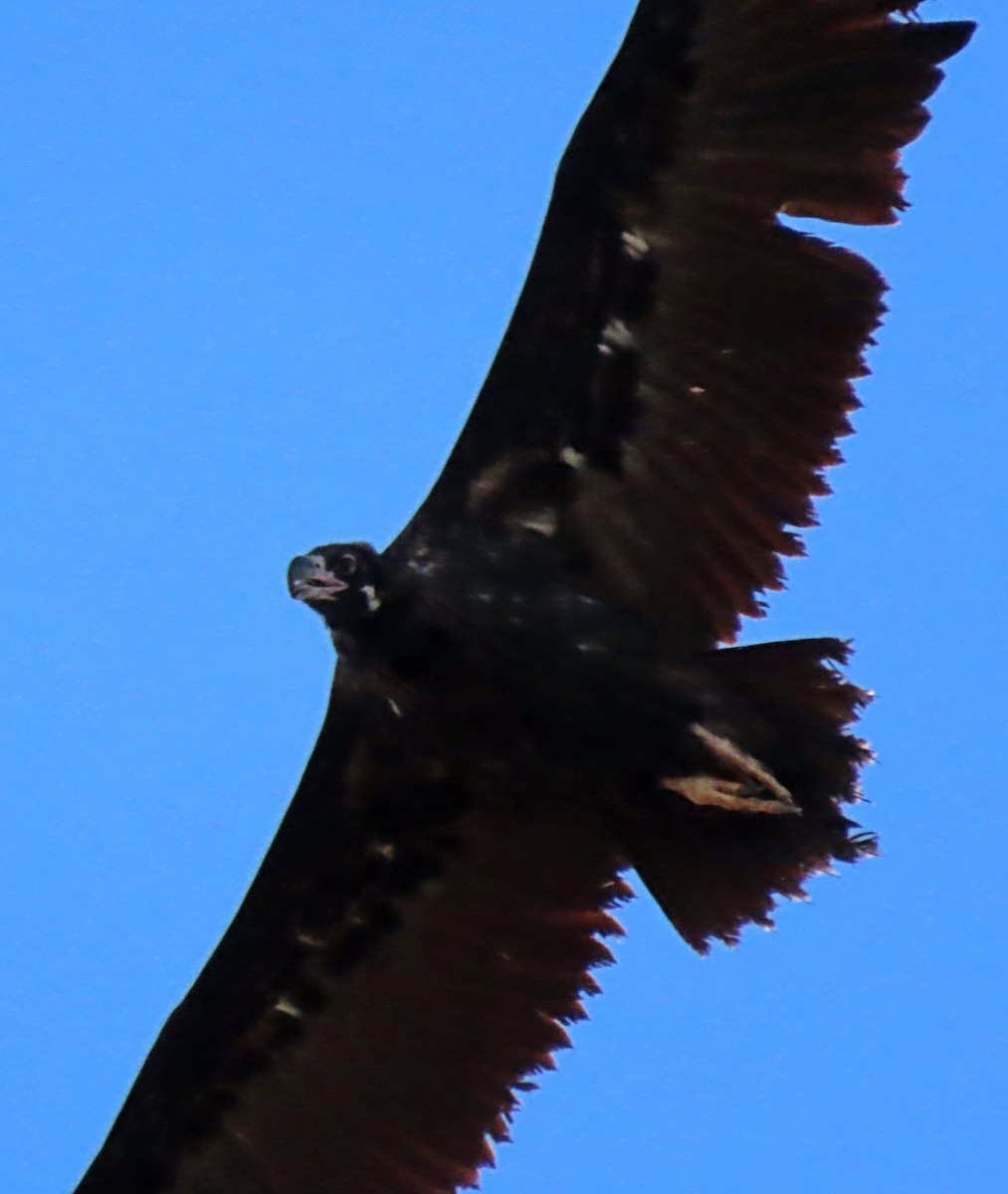 Cinereous Vulture - ML503925931