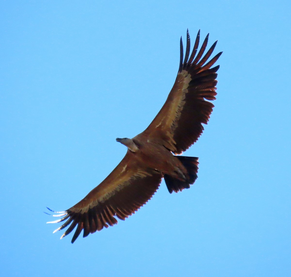 Eurasian Griffon - Tomás Gómez Caro