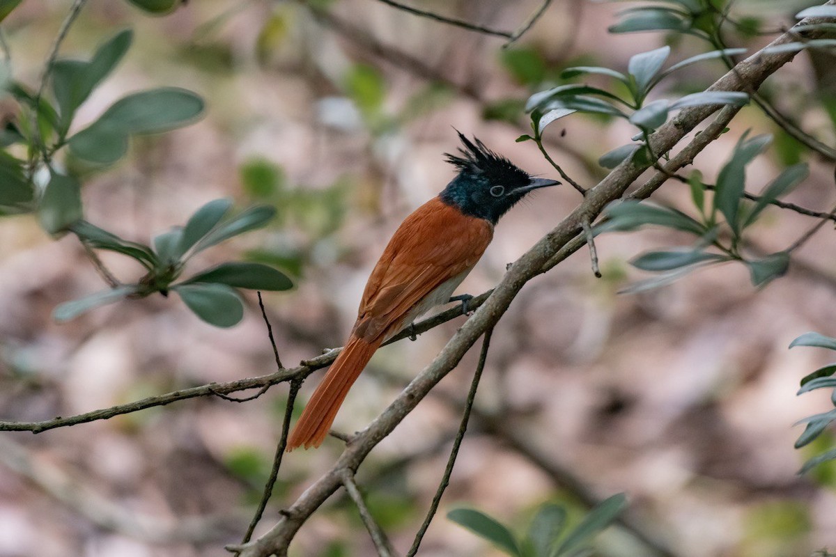 Indian Paradise-Flycatcher - Yan Ze Ng