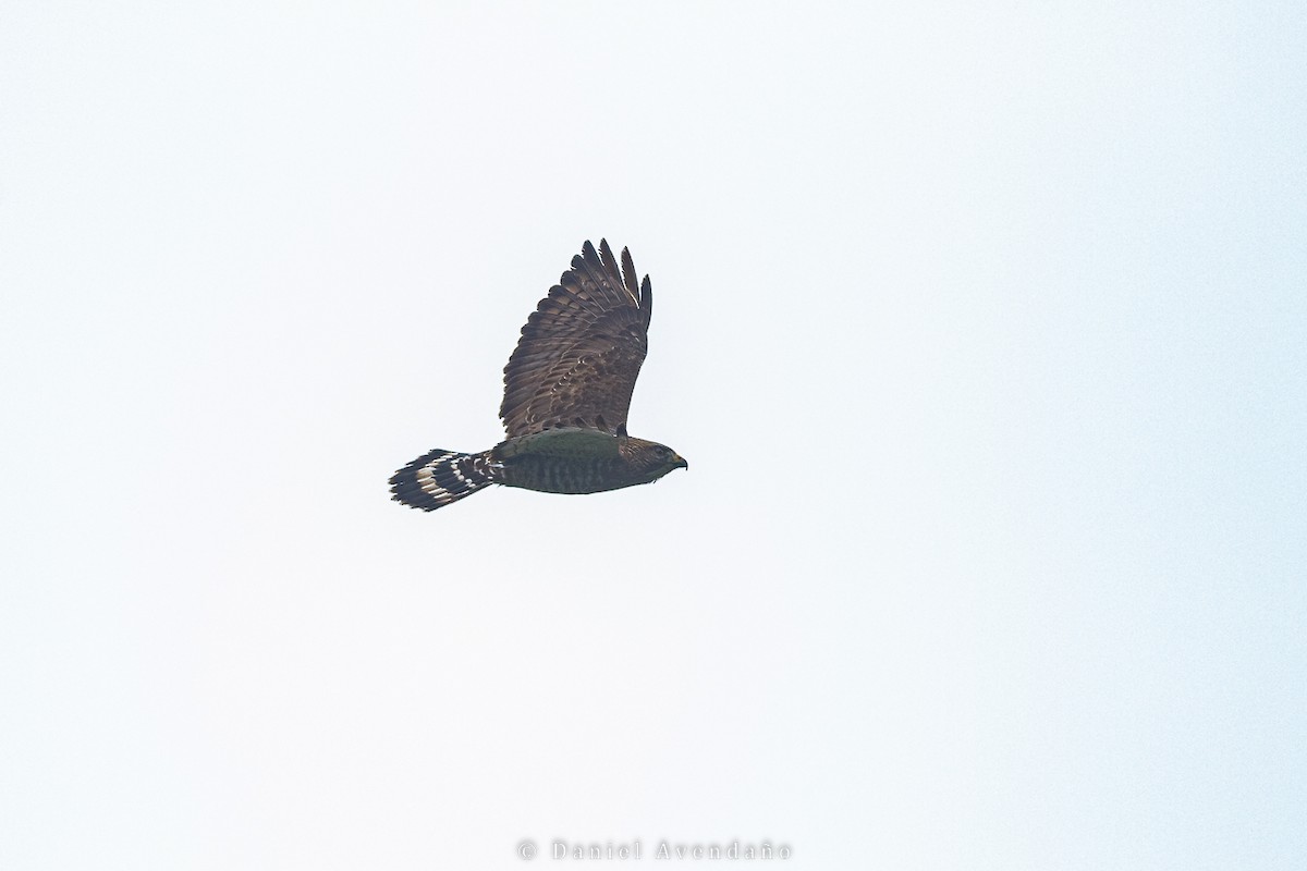 Broad-winged Hawk - ML503928691