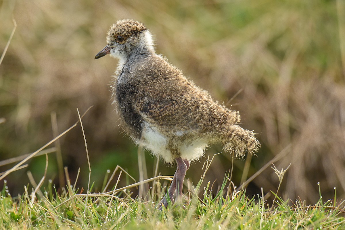 Southern Lapwing - Tamara Catalán Bermudez