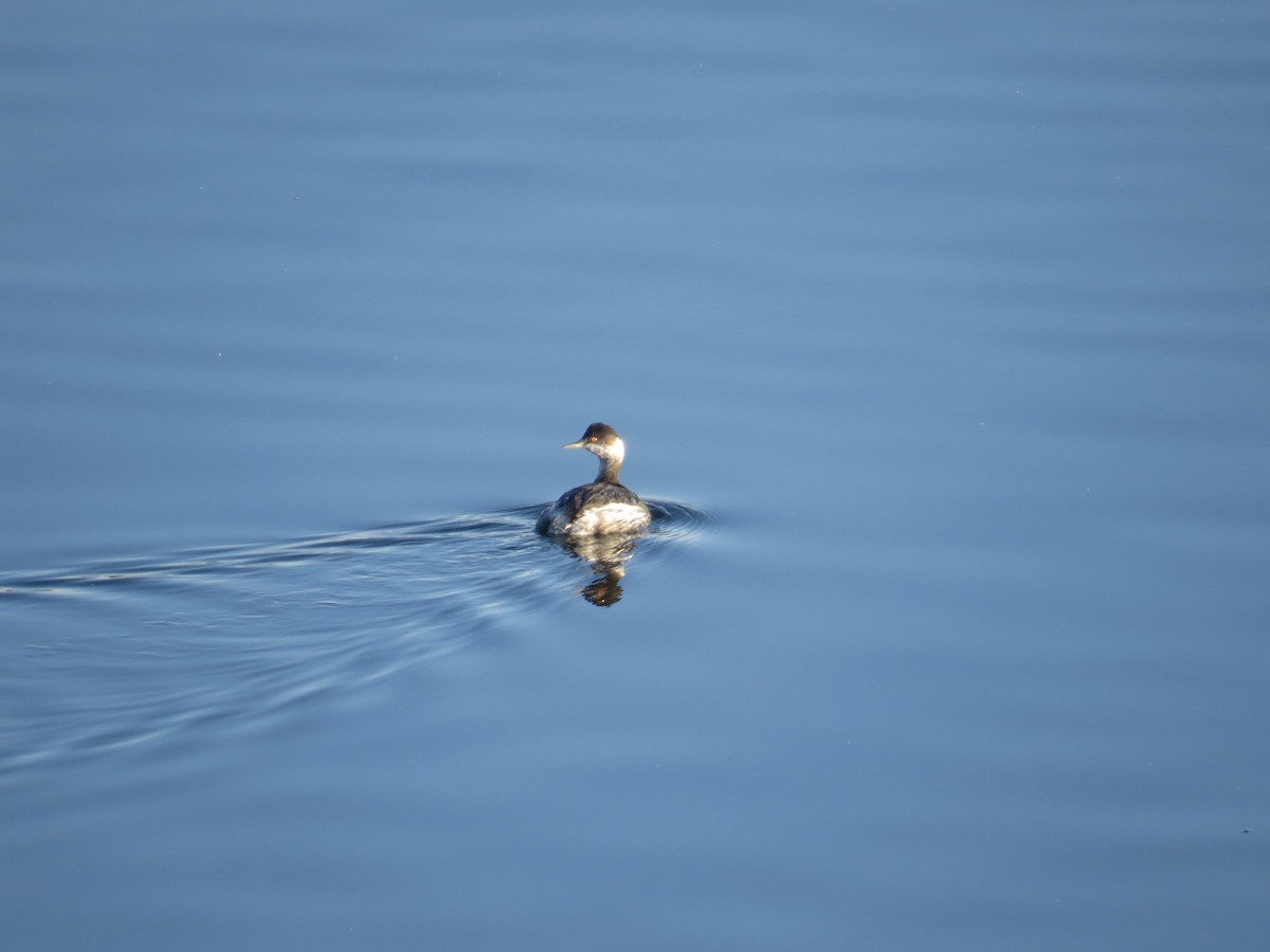 Eared Grebe - ML503930441