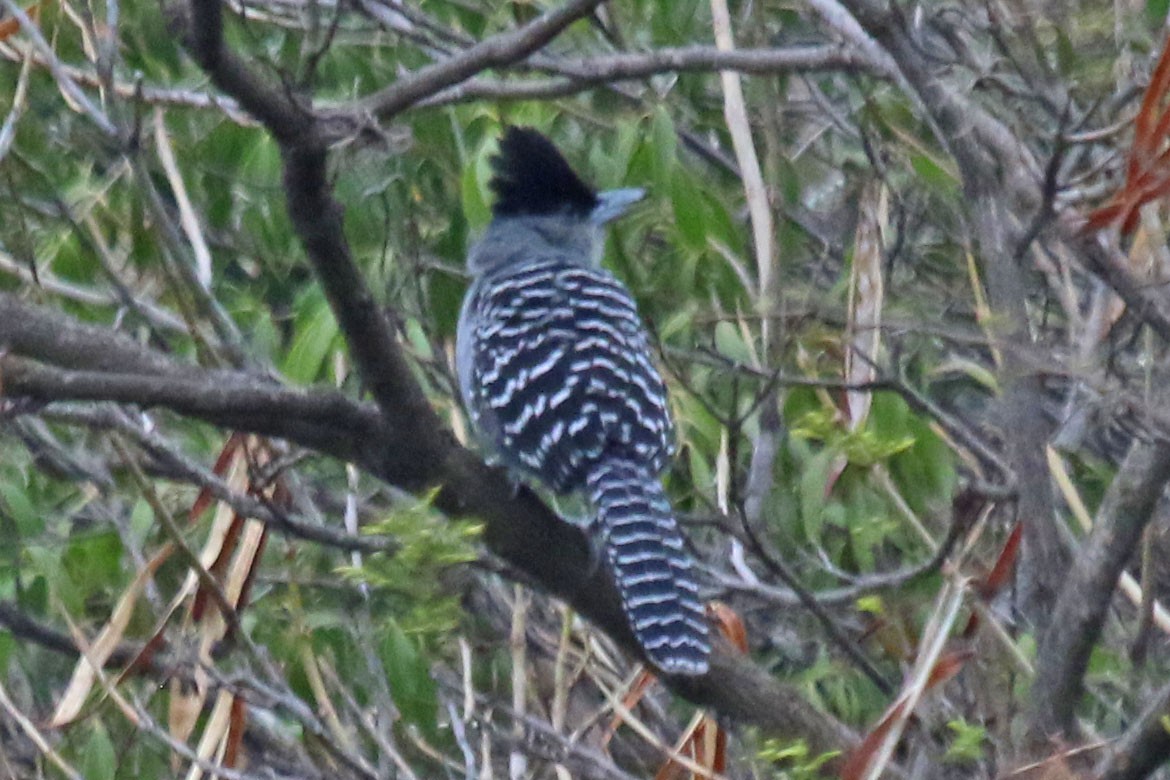 Giant Antshrike - ML503931461