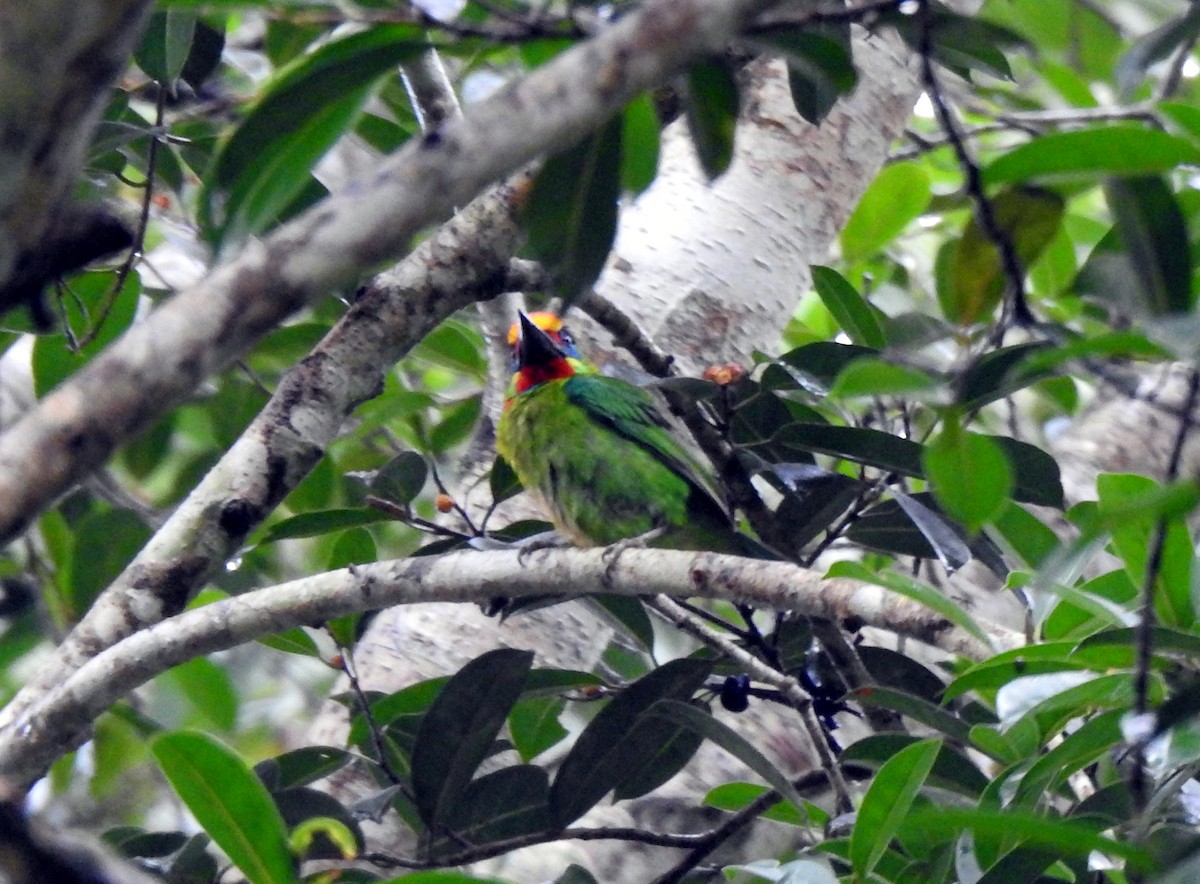 Red-throated Barbet - ML503931821