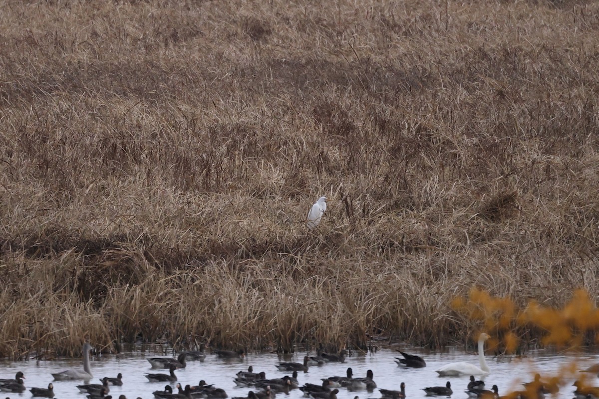 Great Egret - Akinori Miura