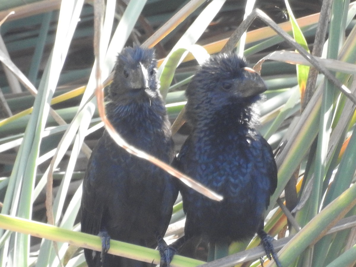 Smooth-billed Ani - ML503931851