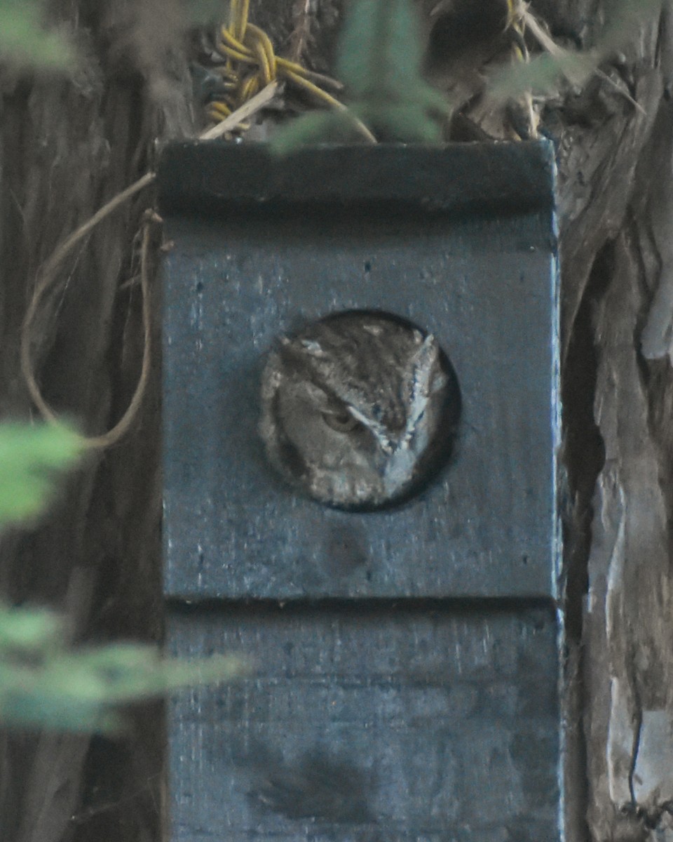 Western Screech-Owl - ML503931991