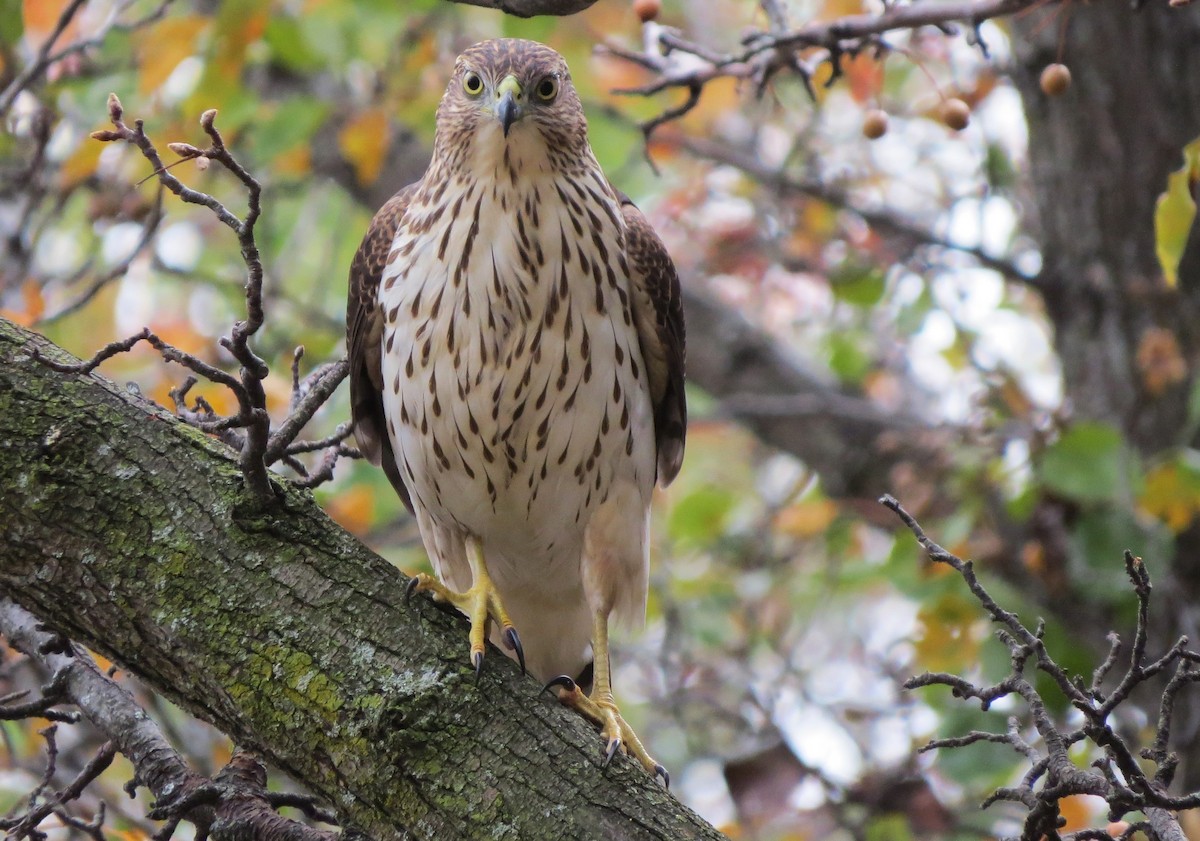 Cooper's Hawk - shelley seidman