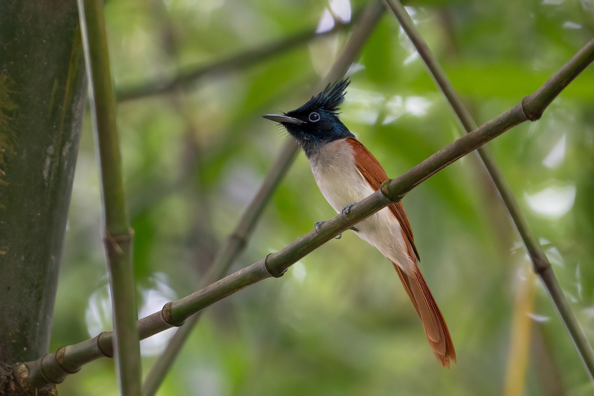 Indian Paradise-Flycatcher - ML503932431