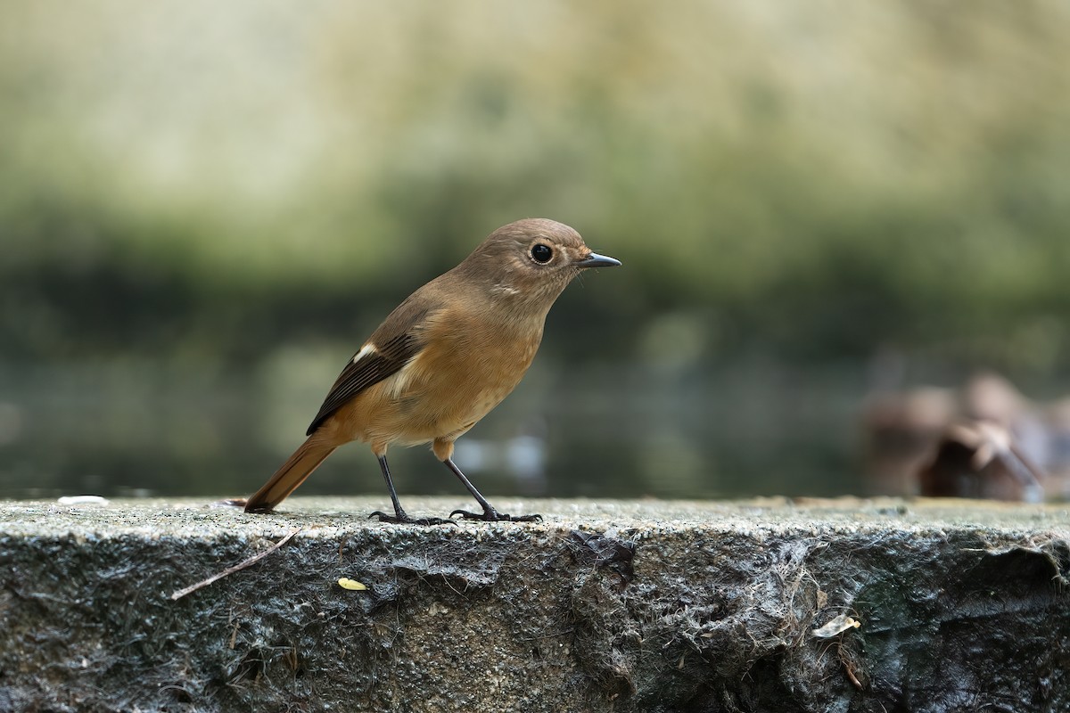 Daurian Redstart - ML503932561