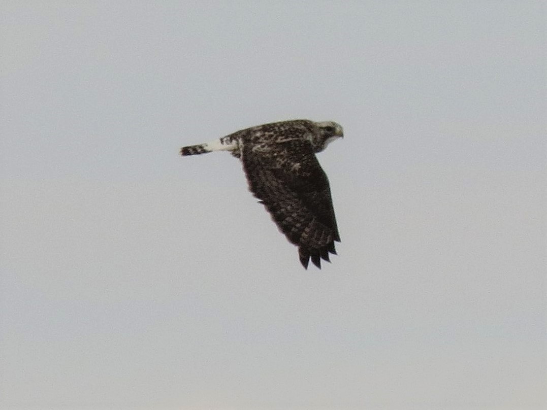 Rough-legged Hawk - ML50393391